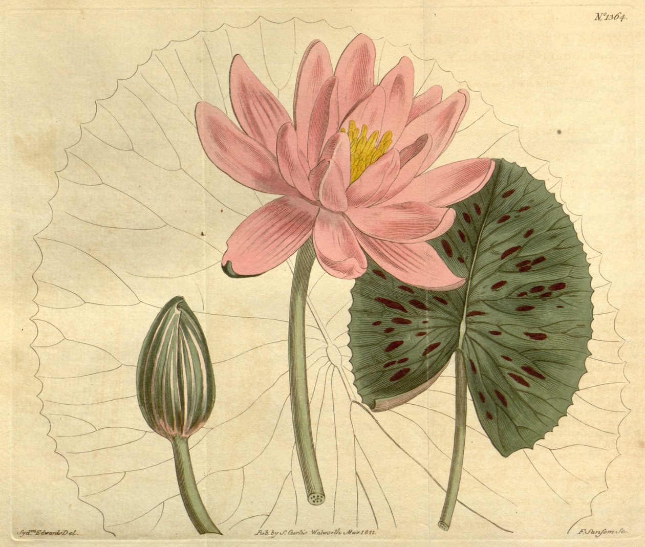Nymphaea pubescens alkotó: John Sims