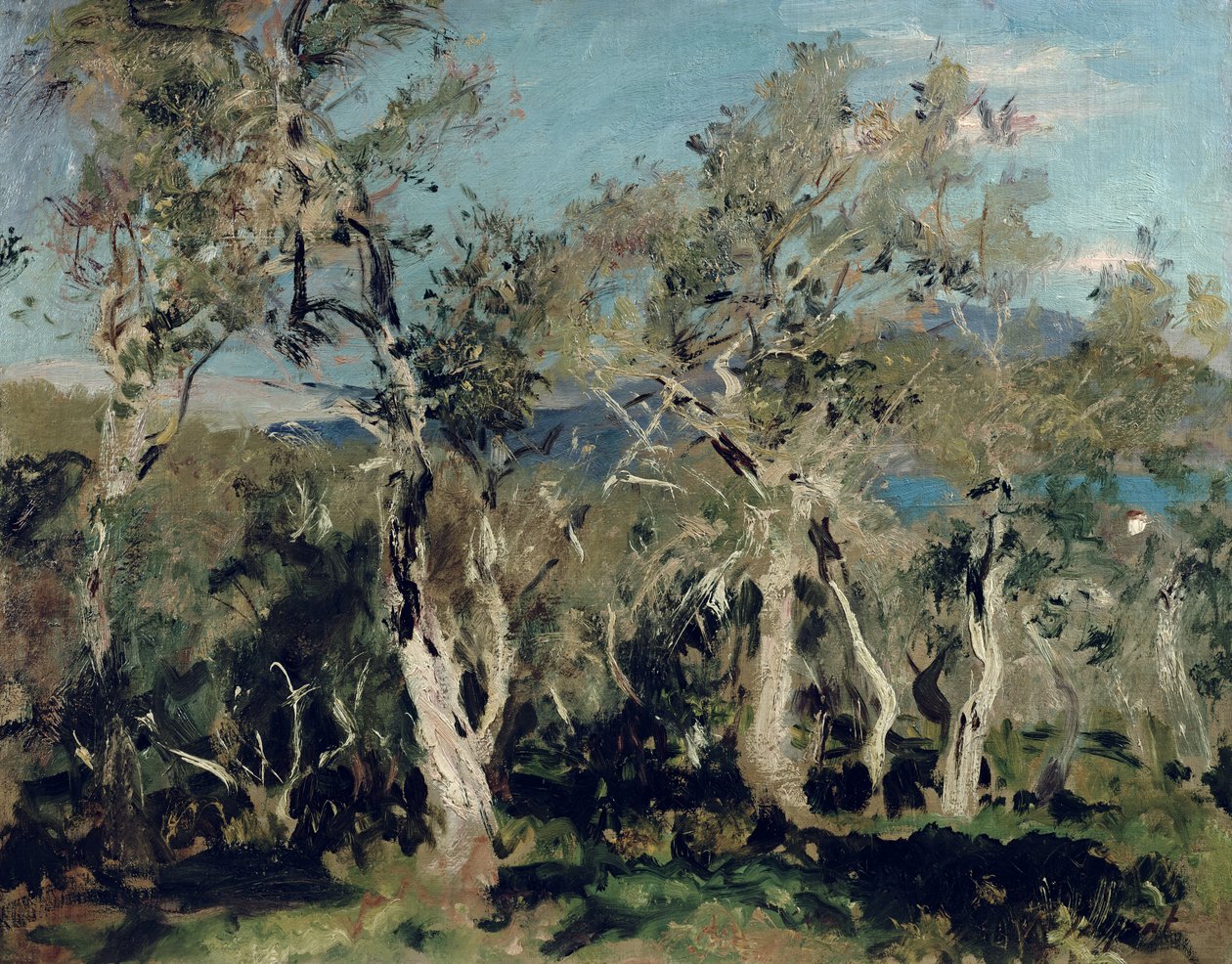 Olajbogyó, Korfu, 1912 alkotó: John Singer Sargent