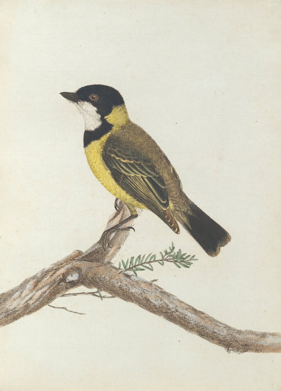 Fekete korona rigó. Lewin, John. Új -Dél -Wales madarai természeti történelmükkel. Sydney- G. Howe ... alkotó: John William Lewin