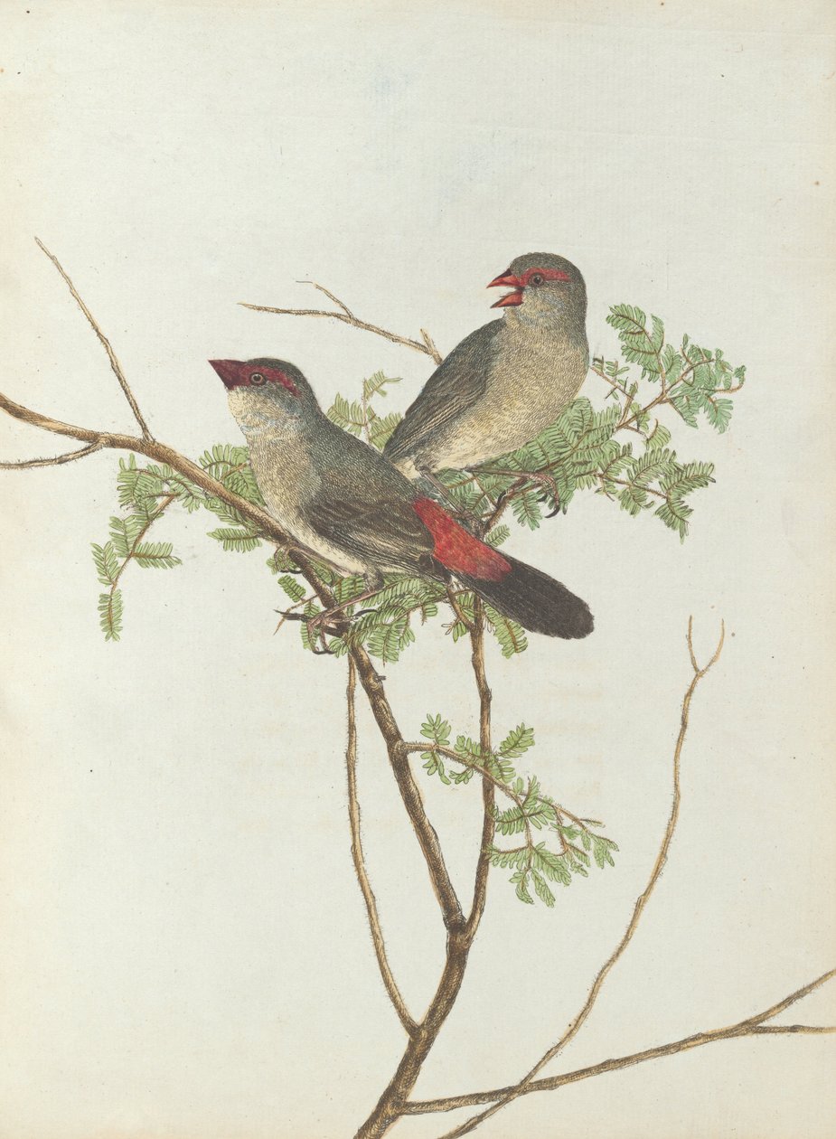 Gyakori csőr. Lewin, John. Új -Dél -Wales madarai természeti történelmükkel. Sydney- G. Howe, ... alkotó: John William Lewin
