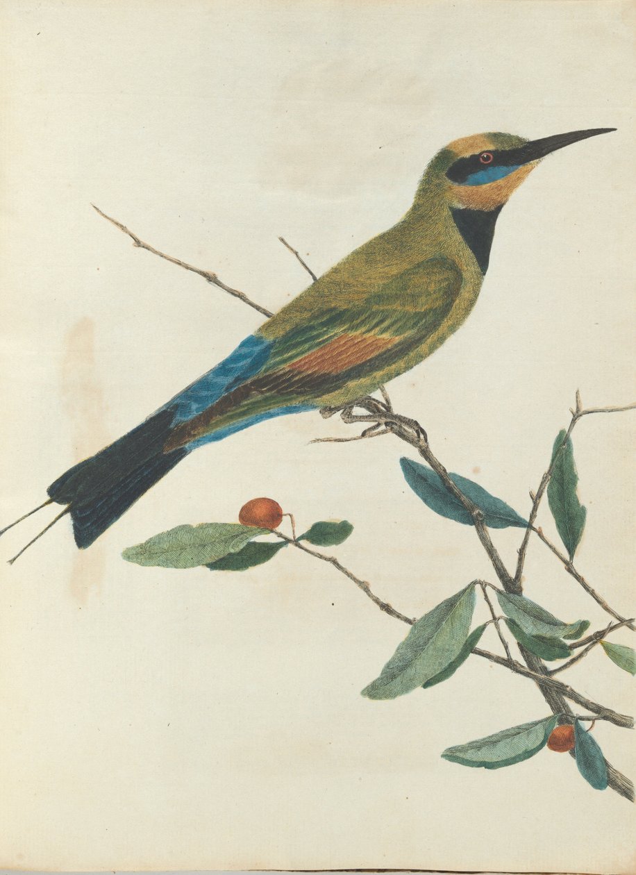 Hegyi méhész. Lewin, John. Új -Dél -Wales madarai természeti történelmükkel. Sydney- G. Howe ... alkotó: John William Lewin