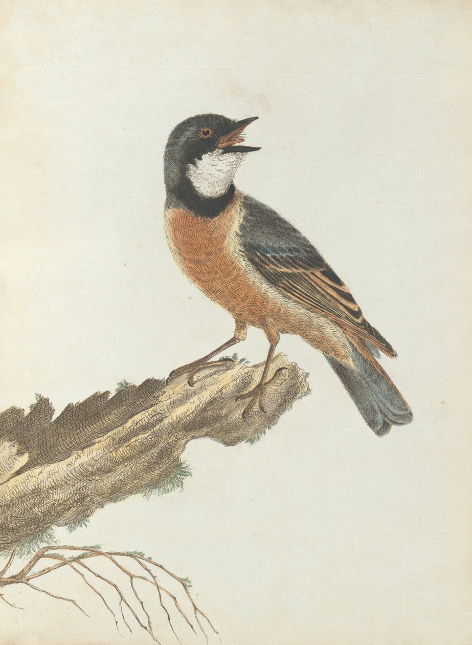 Narancssárga mellrigó. Lewin, John. Új -Dél -Wales madarai természeti történelmükkel. Sydney- G. Ho ... alkotó: John William Lewin