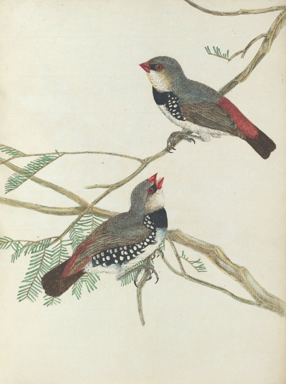 Foltos durva csőr. Lewin, John. Új -Dél -Wales madarai természeti történelmükkel. Sydney- G. Howe, ... alkotó: John William Lewin