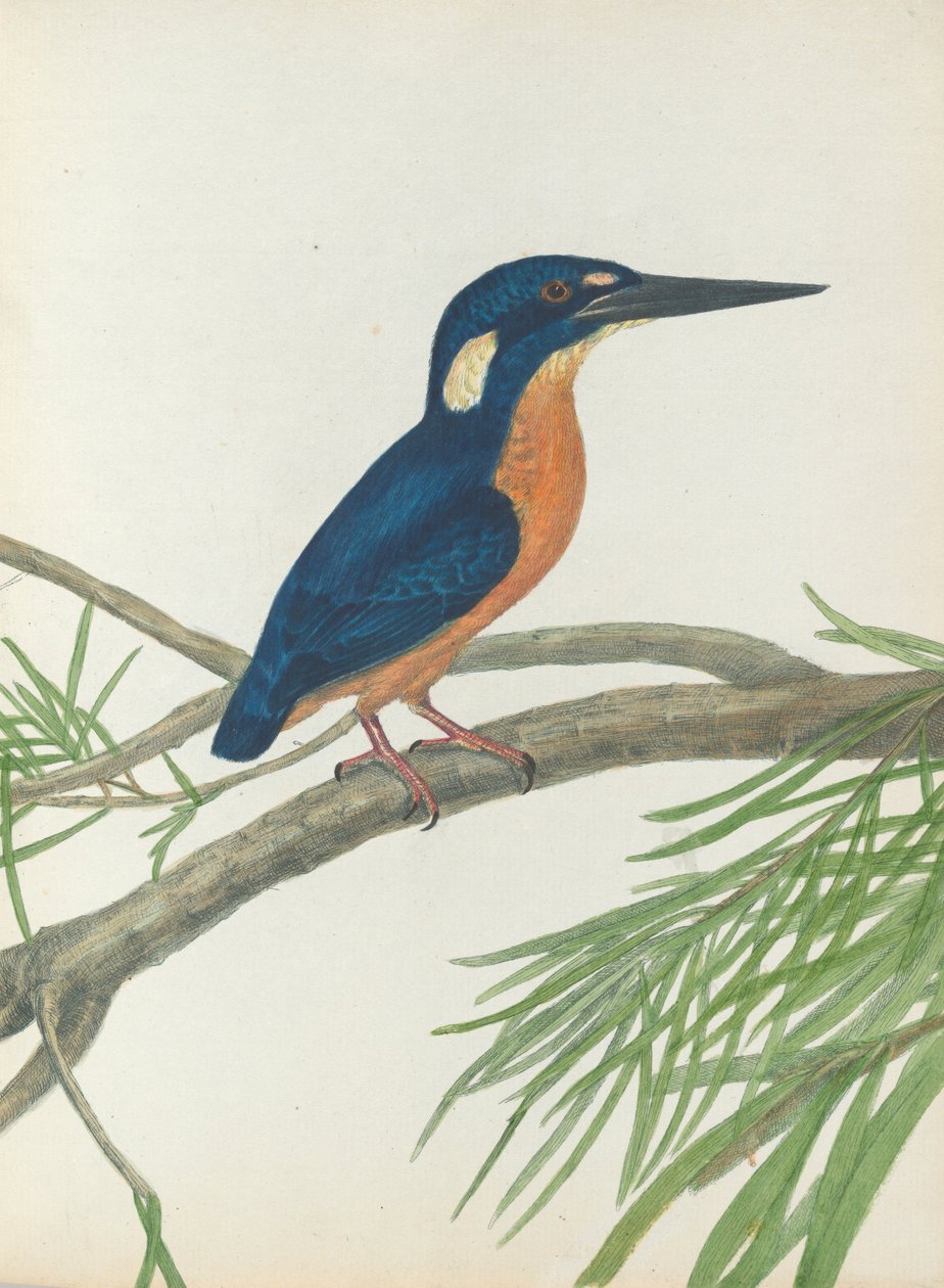Háromlábú jégmadár. Lewin, John. Új -Dél -Wales madarai természeti történelmükkel. Sydney- G. Ho ... alkotó: John William Lewin
