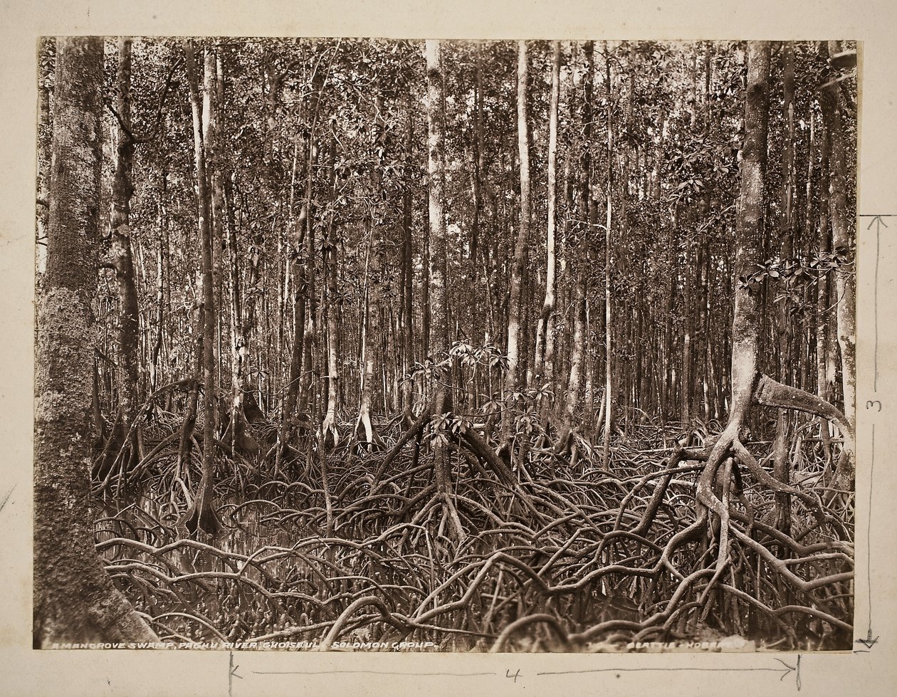 Mangrove mocsár, Pachu folyó, Choiseul, Salamon-csoport (zselatinos ezüstnyomat) alkotó: John Beattie