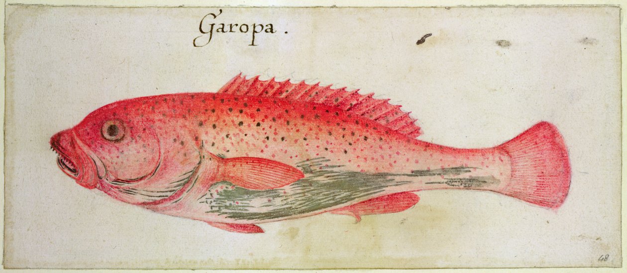 Garopa alkotó: John White