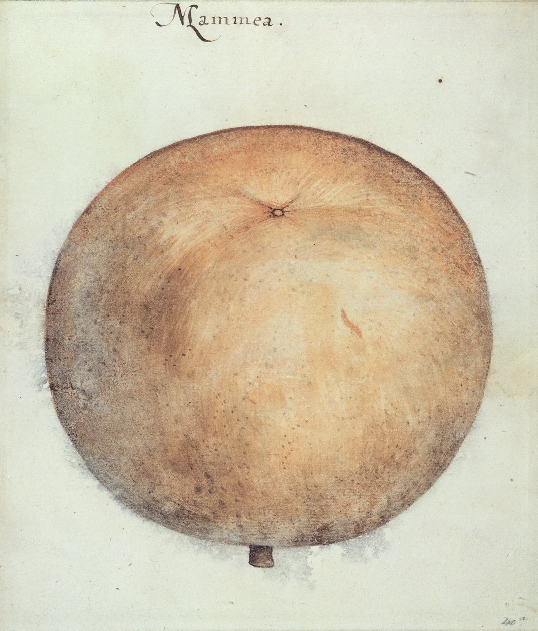 Mammea alma alkotó: John White