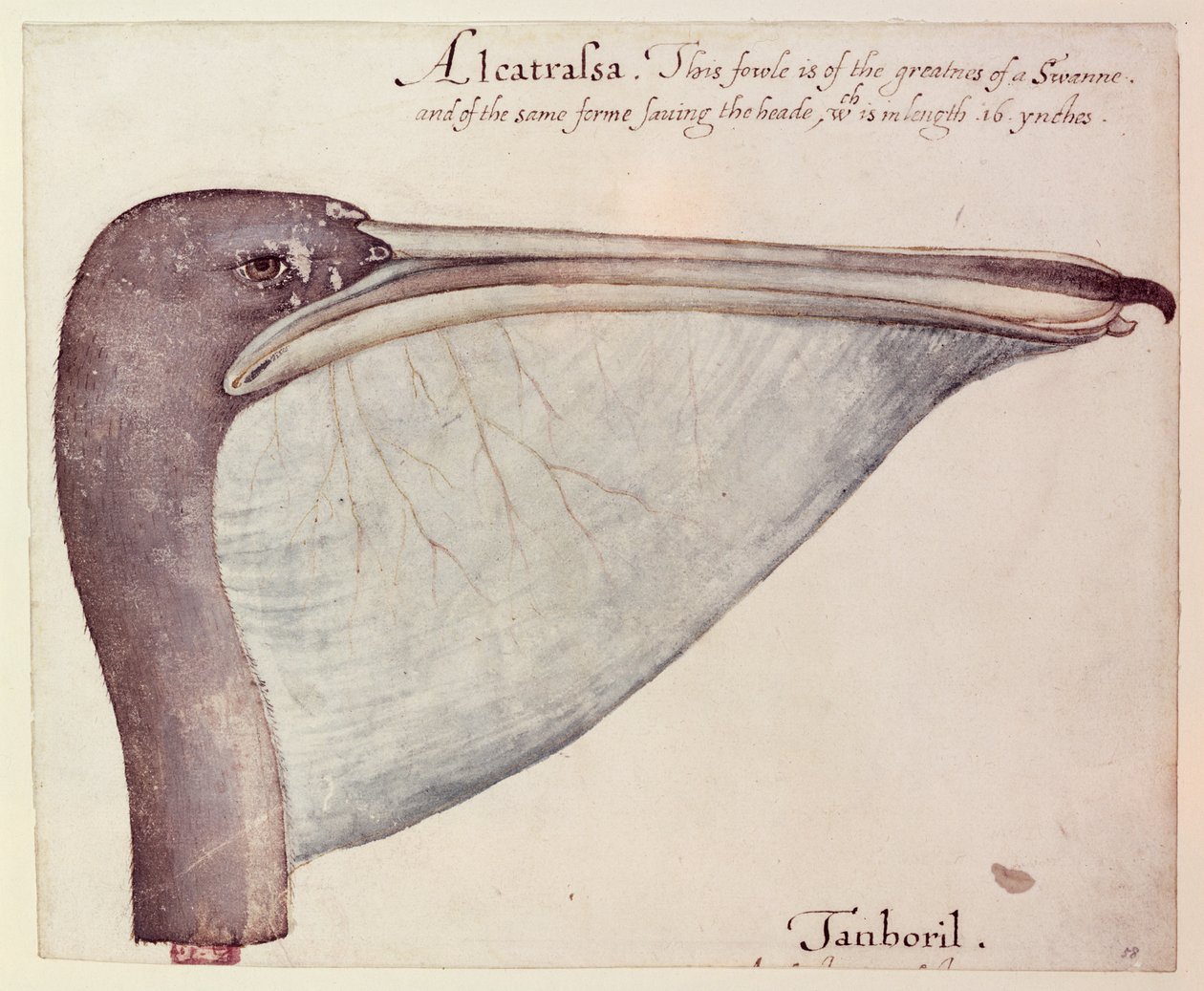 Pelikán, 1590 körül alkotó: John White