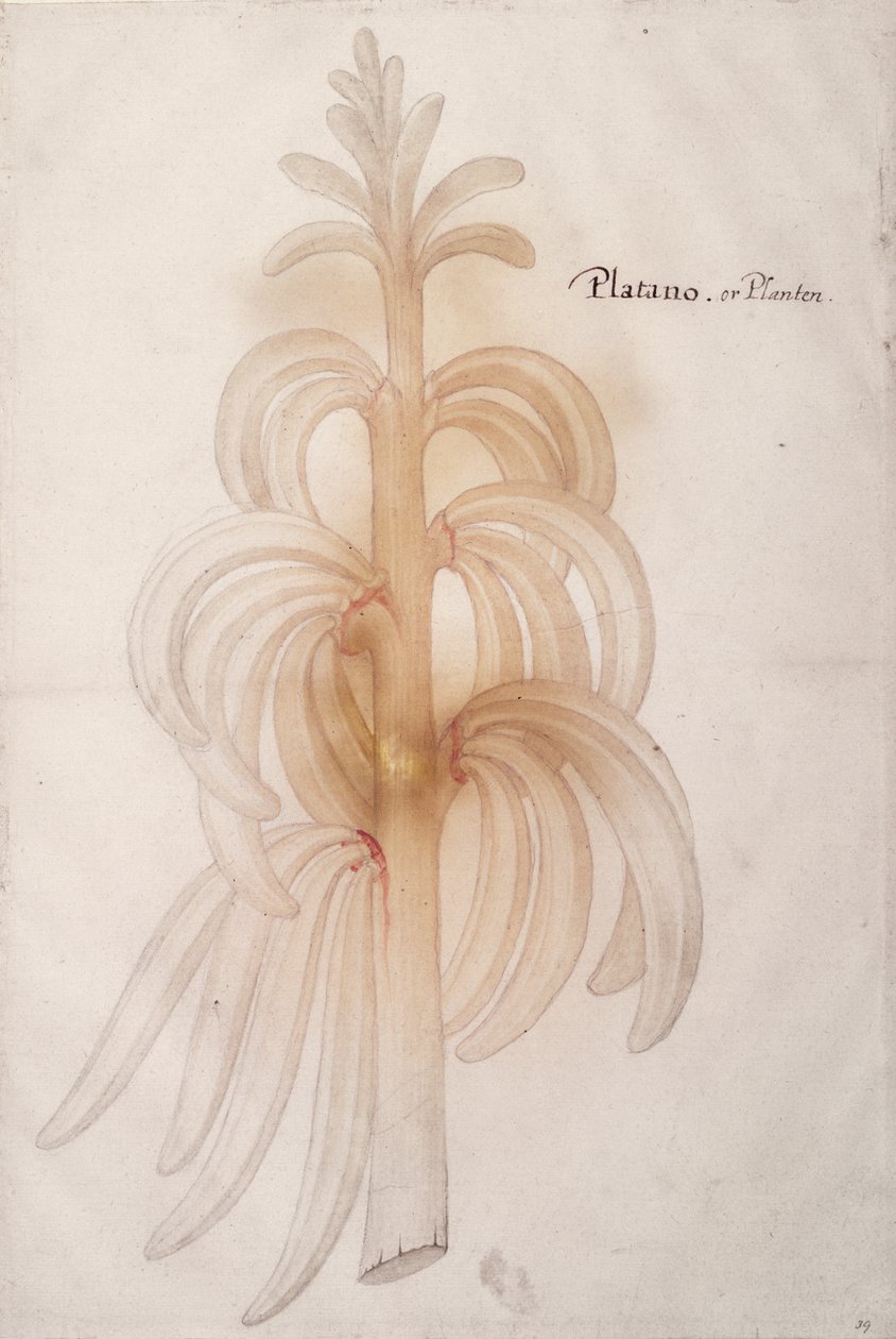 Útifű, 1590 körül alkotó: John White
