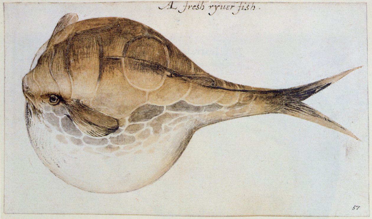 Puffer (litográfia) alkotó: John White