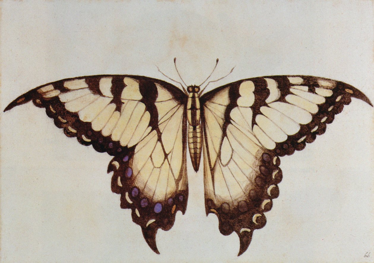 Fecskefarkú pillangó (litográfia) alkotó: John White