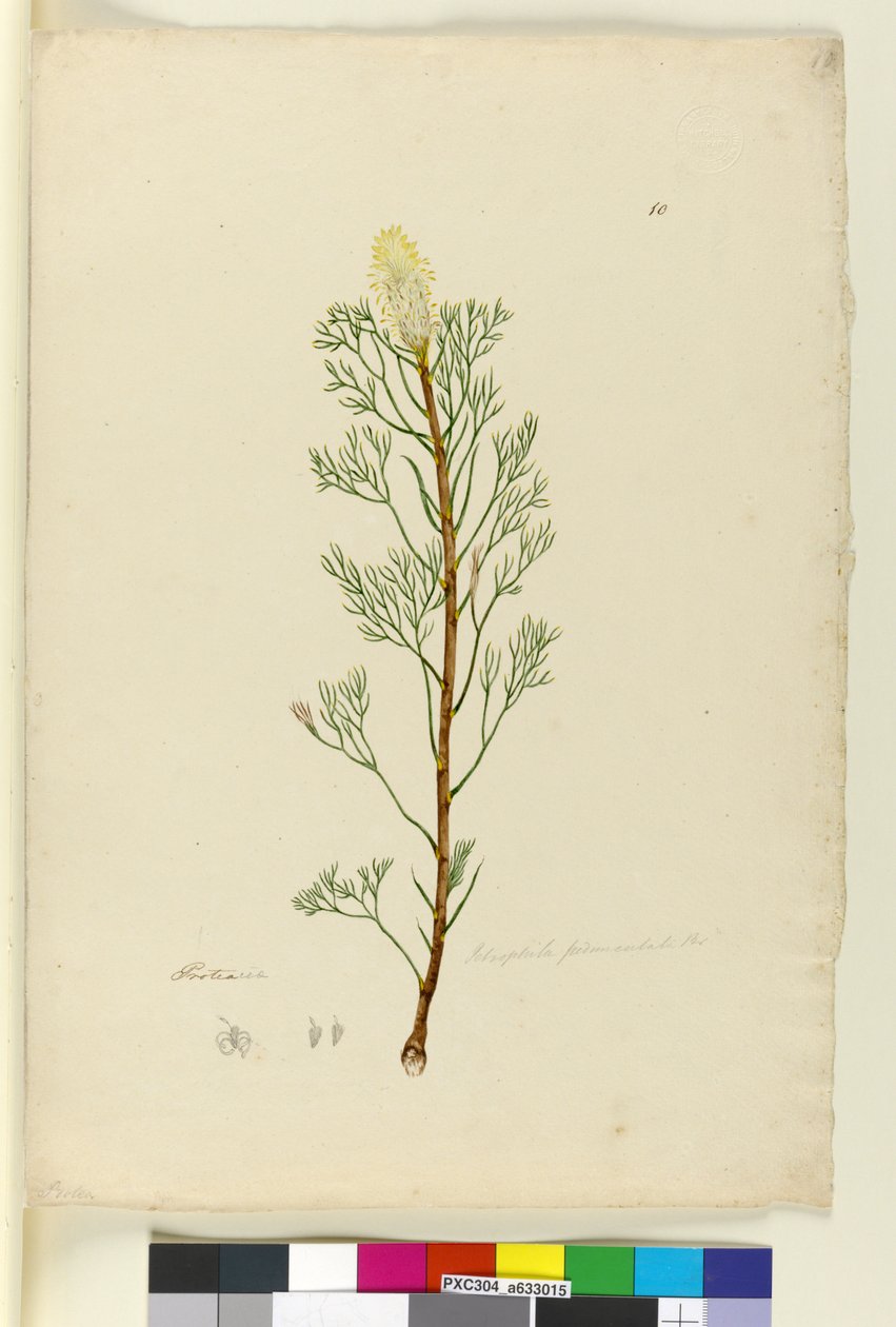 10. oldal Petrophile pedunculata, c.1803-06 (wc, toll, tinta és ceruza) alkotó: John William Lewin