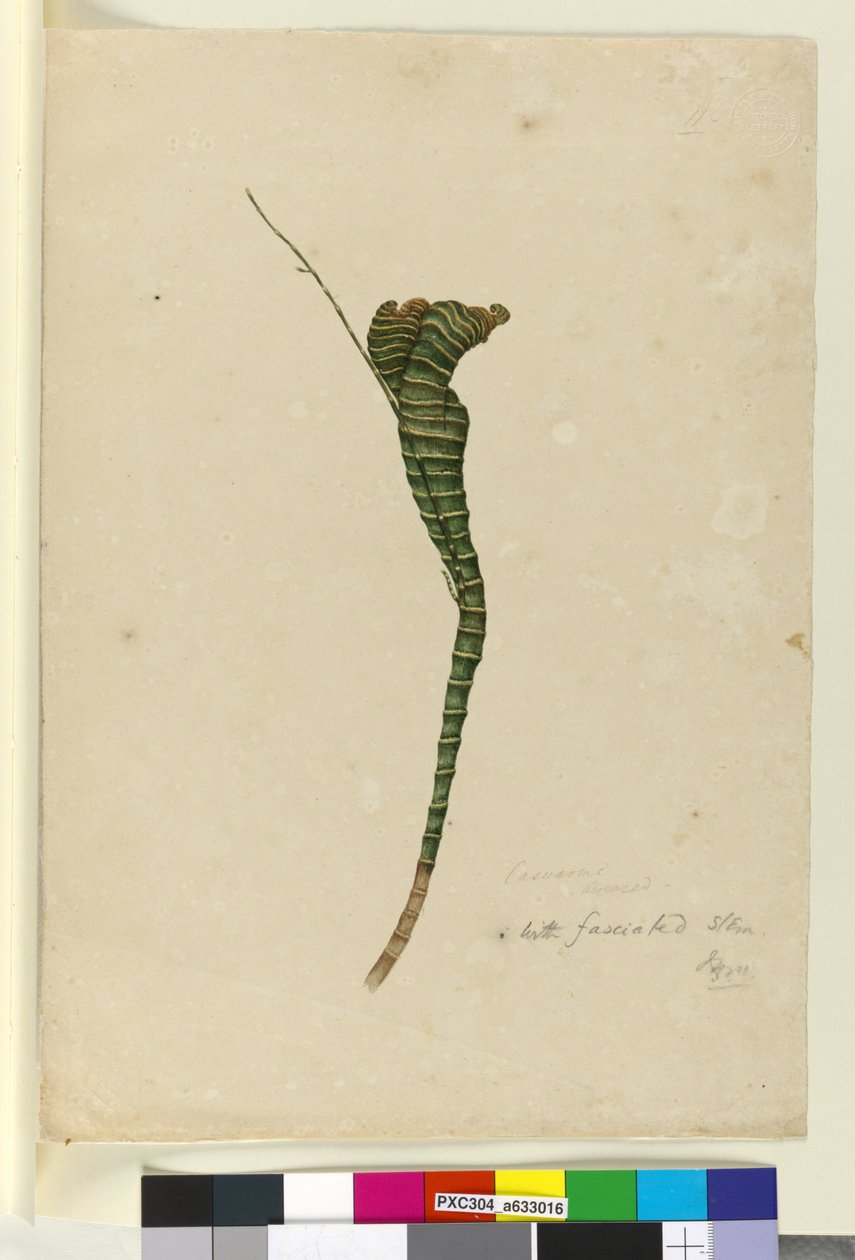 11. oldal. Casuarina, 1803-2006 körül (wc, toll, tinta és ceruza) alkotó: John William Lewin