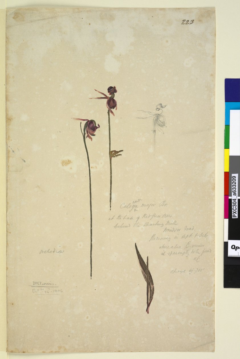 223. oldal. Caleana major, c.1803-06 (wc, toll, tinta és ceruza) alkotó: John William Lewin