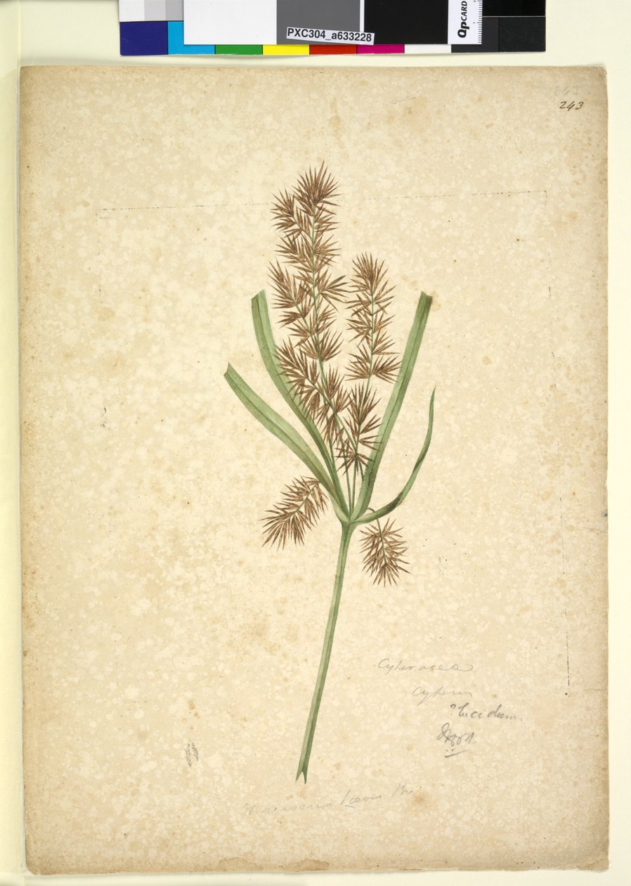 243. oldal. Mariscus, 1803-2006 körül (wc, toll, tinta és ceruza) alkotó: John William Lewin