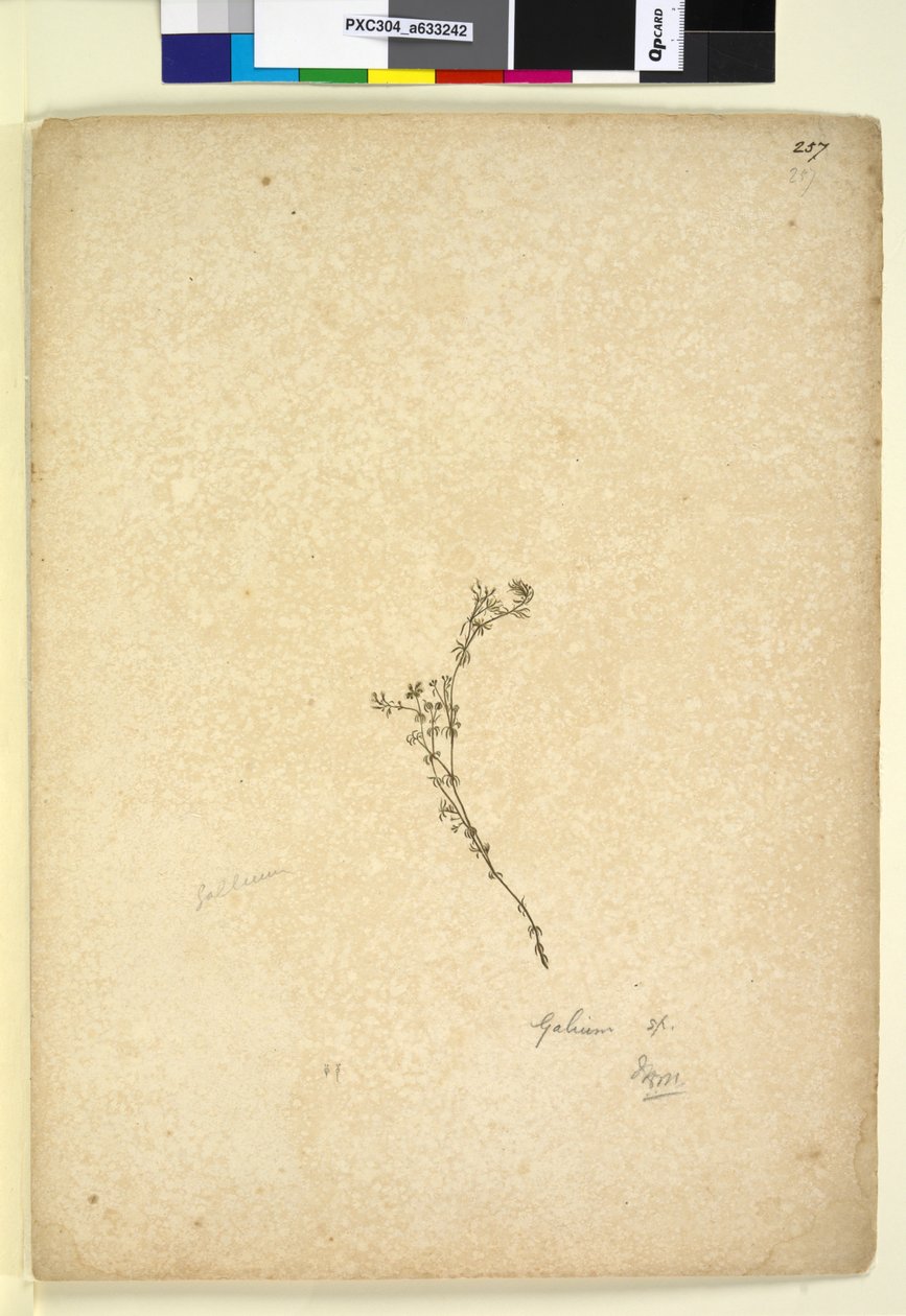 257. oldal Galium sp., c.1803-06 (wc, toll, tinta és ceruza) alkotó: John William Lewin