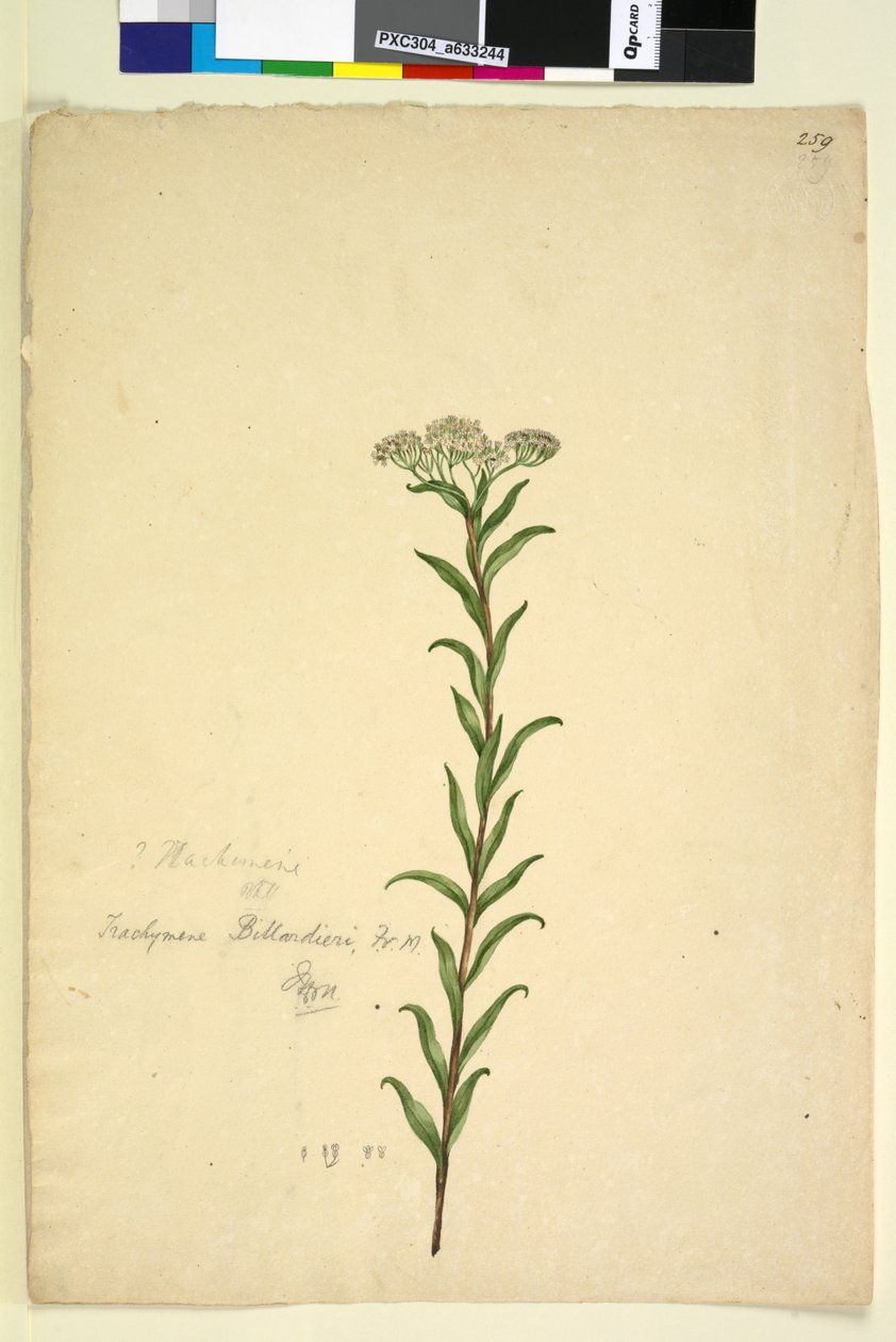 259. oldal. Trachymene, c.1803-06 (wc, toll, tinta és ceruza) alkotó: John William Lewin