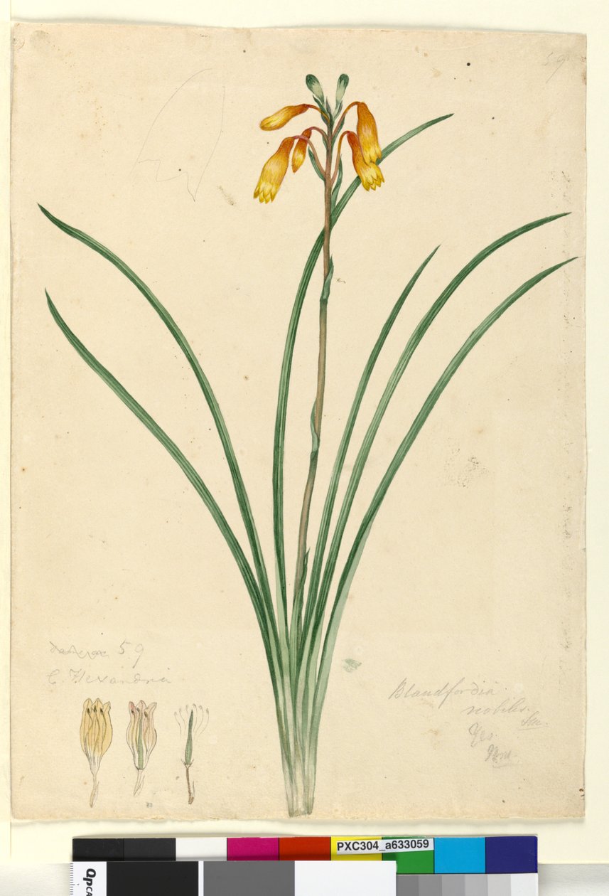 59. oldal Blandfordia nobilis, c.1803-06 (wc, toll, tinta és ceruza) alkotó: John William Lewin
