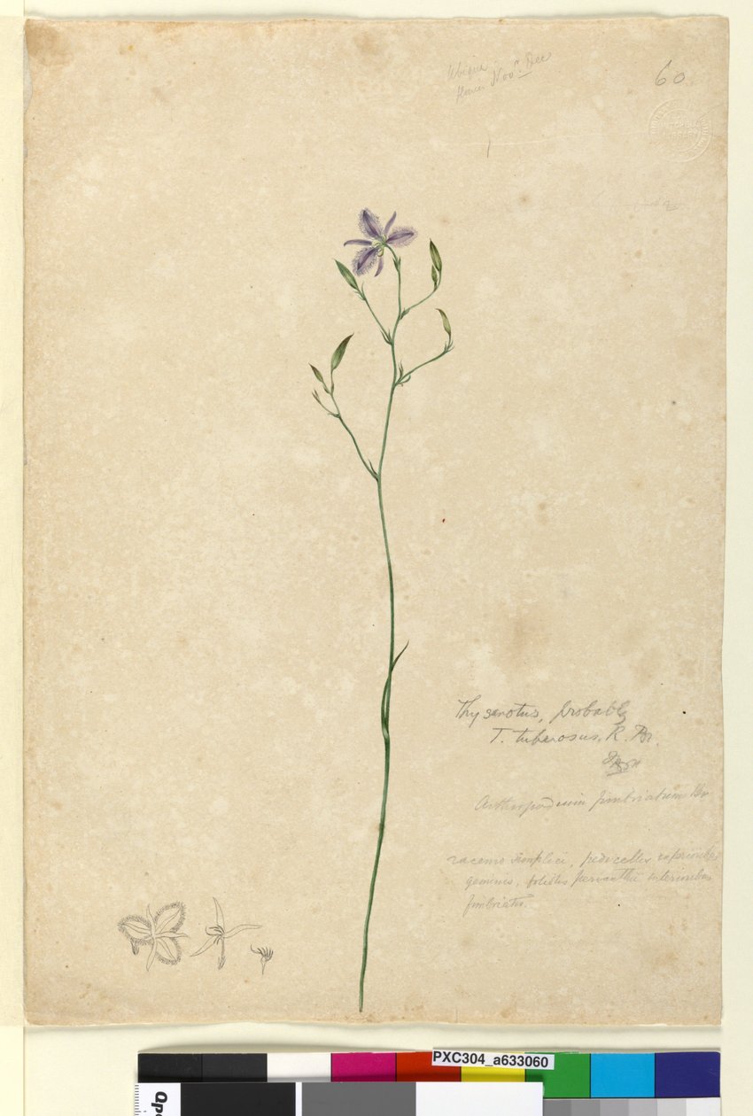 60. oldal. Thysanotus tuberosus, c.1803-06 (wc, toll, tinta és ceruza) alkotó: John William Lewin