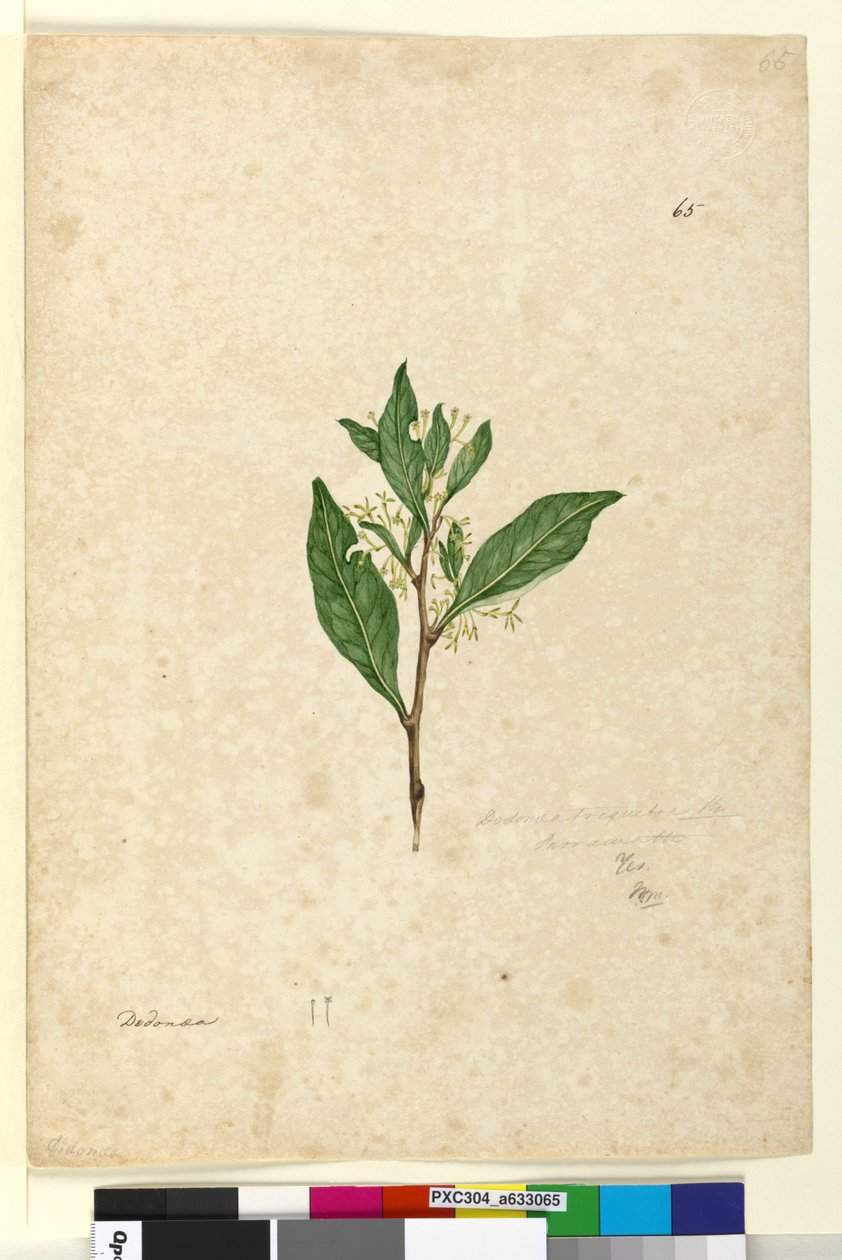 65. oldal Dodonaea triquetra, c.1803-06 (wc, toll, tinta és ceruza) alkotó: John William Lewin