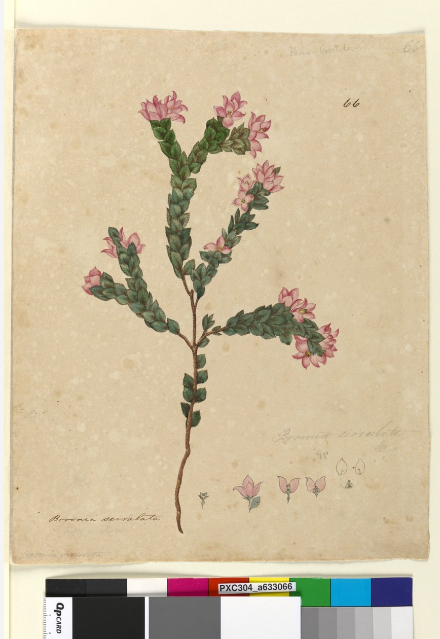 66. oldal Boronia serrulata, 1803-2006 körül (wc, toll, tinta és ceruza) alkotó: John William Lewin