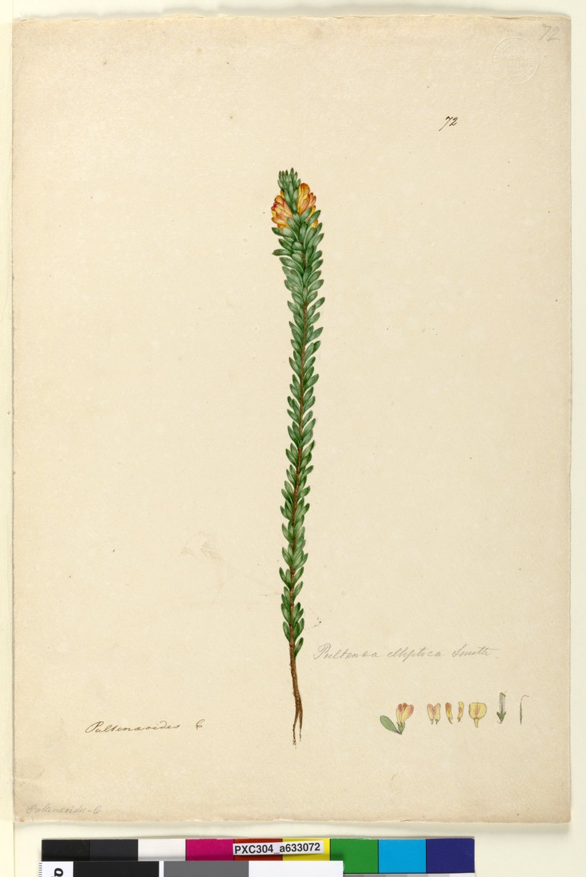 72. oldal Pultenaea elliptica, c.1803-06 (wc, toll, tinta és ceruza) alkotó: John William Lewin