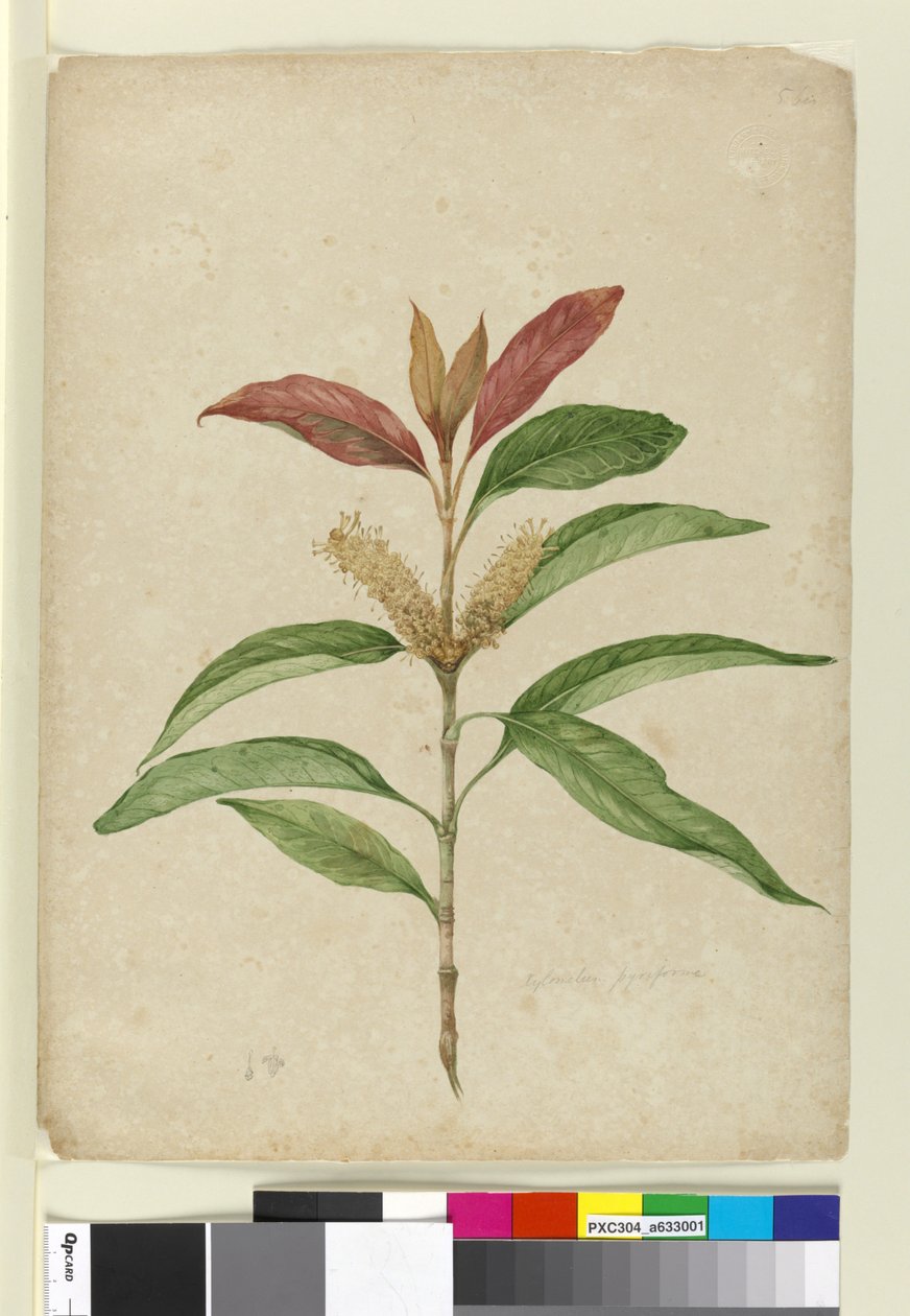 Xylomelum pyriforme, c.1803-06 (wc, toll, tinta és ceruza) alkotó: John William Lewin