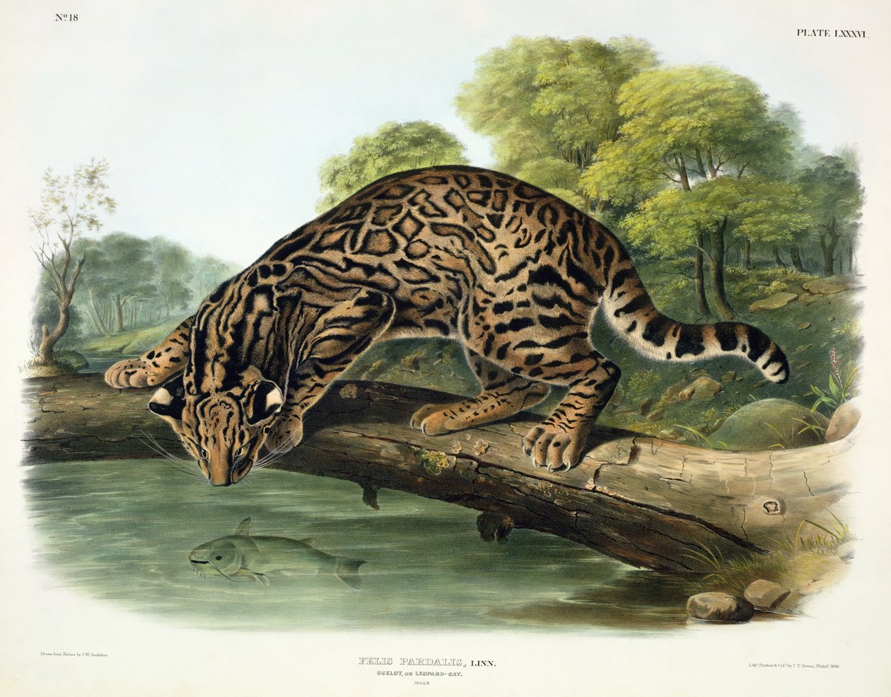 Felis Pardalis (Ocelot vagy Leopard-Cat), 86. tábla az „Észak-Amerika négylábúiról”, John T. Bowen (1801-1856 körül), 1846. alkotó: John Woodhouse Audubon