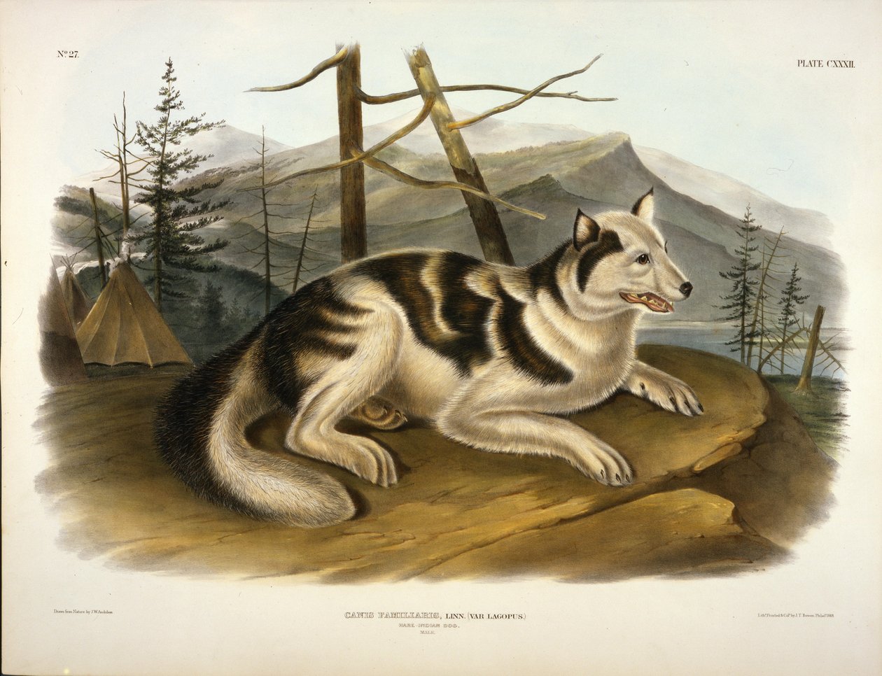 Nyúl indiai kutya alkotó: John Woodhouse Audubon