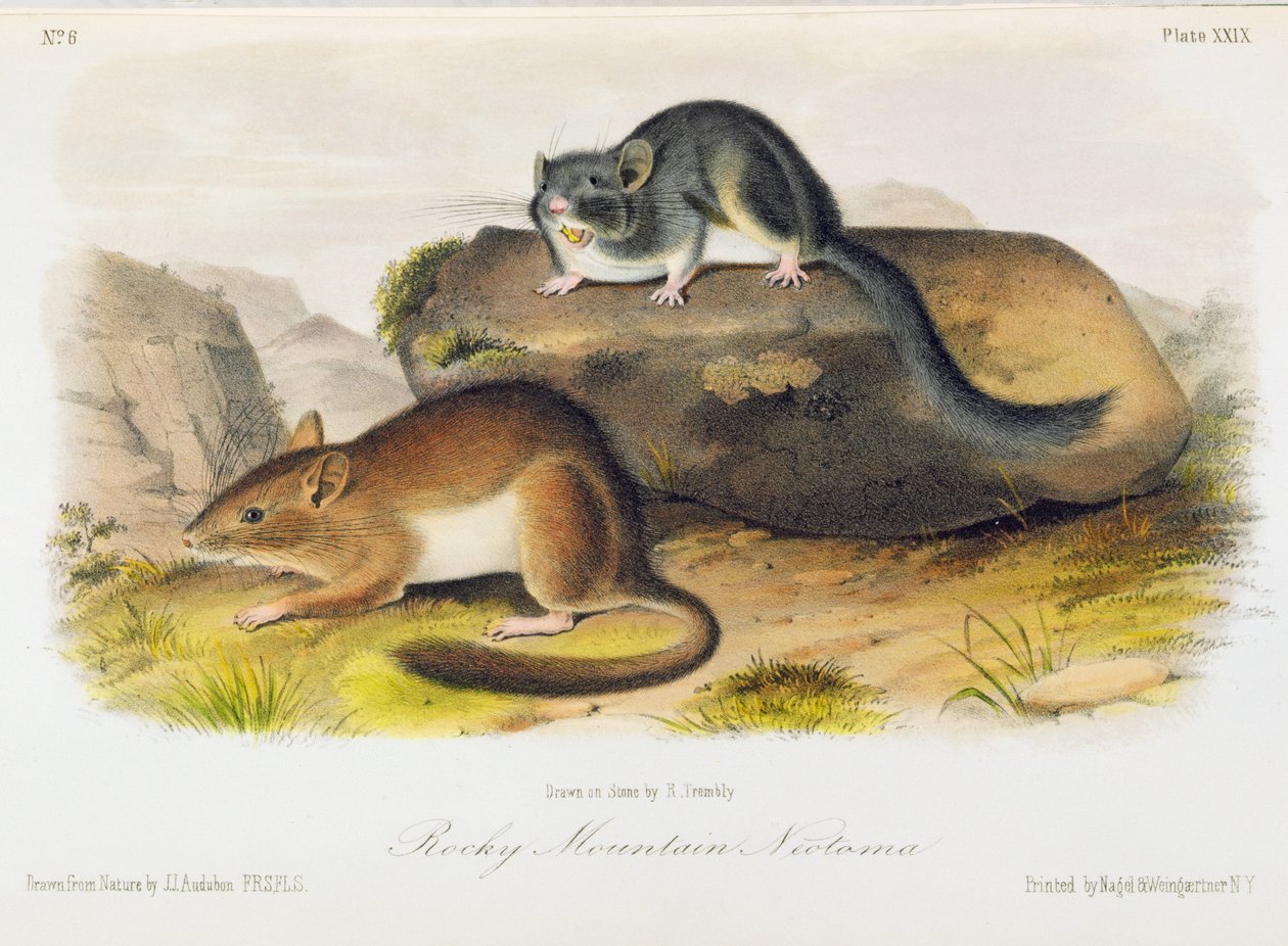 Rocky Mountain Neotoma, 29. tábla az „Észak-Amerika négylábúiból”, R. Trembly metszet alkotó: John Woodhouse Audubon