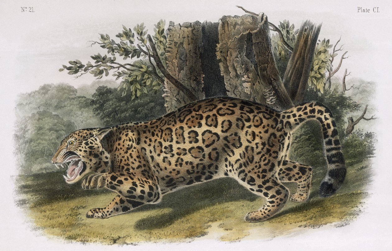 A Jaguár, 101. tábla a "Quadrupeds of North America" című kötetből, W.E. Hitchcock metszete. alkotó: John Woodhouse Audubon