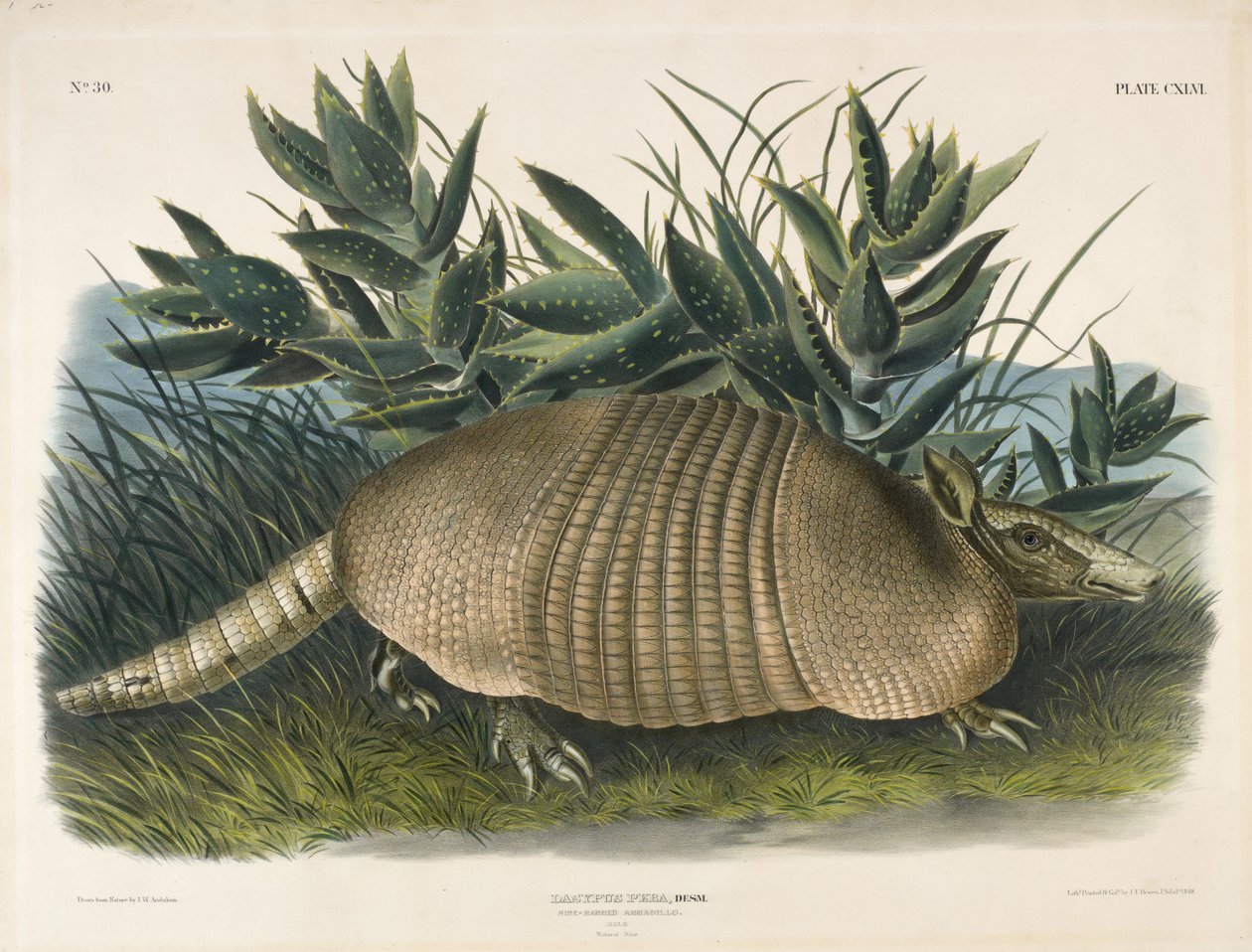 Kilencsávos tatu (Dasypus Peba), 1848 (kézzel színezett litográfia) alkotó: John Woodhouse after Audubon