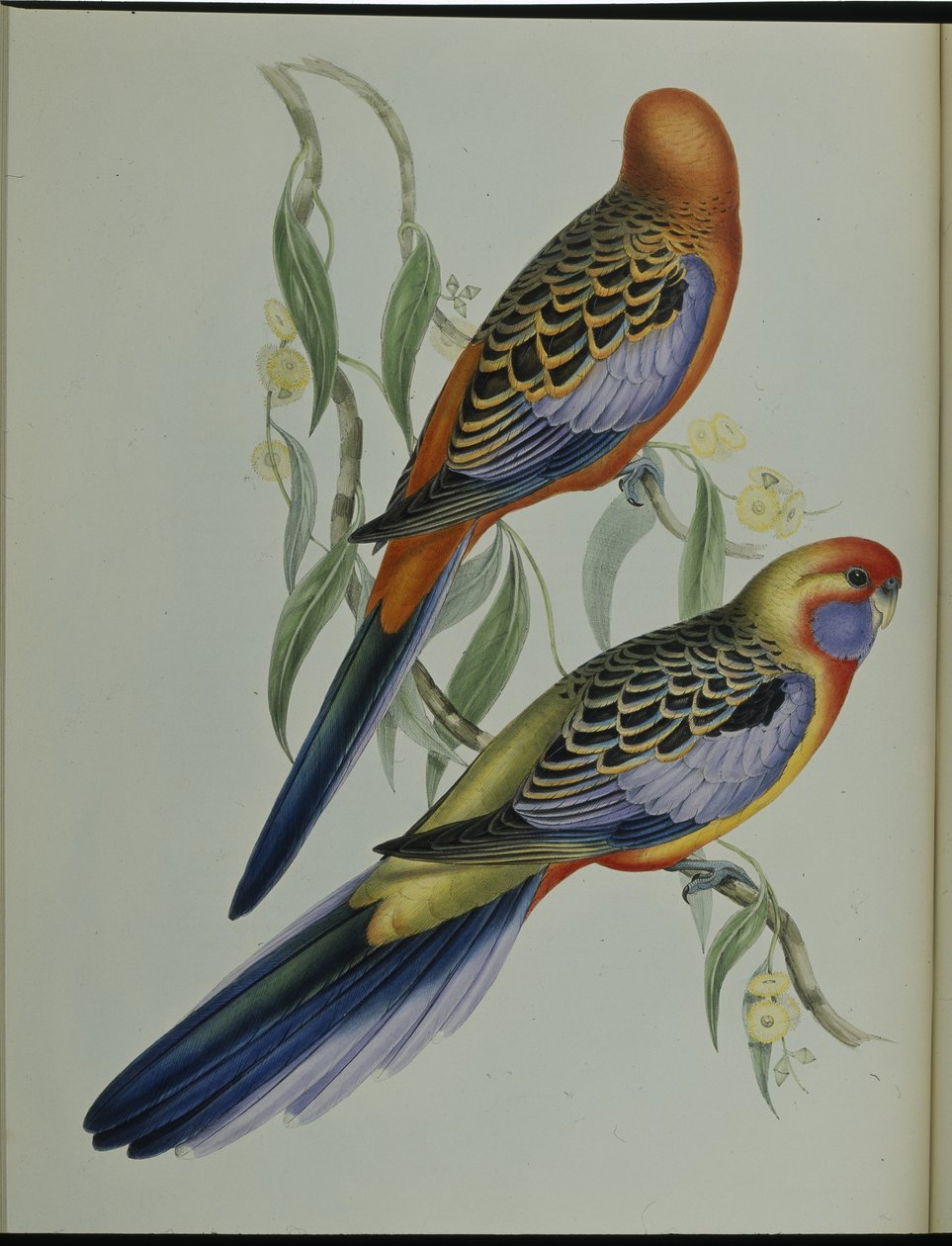 Adelaide papagáj (Platycercus Adelaidiae) (kézzel színezett litho) alkotó: John (after) Gould