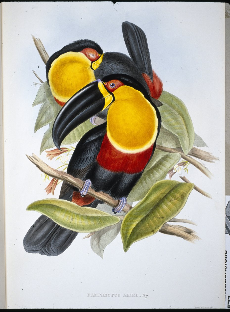 Ariel Toucan (Ramphastos Ariel) (kézzel színezett litó) alkotó: John (after) Gould