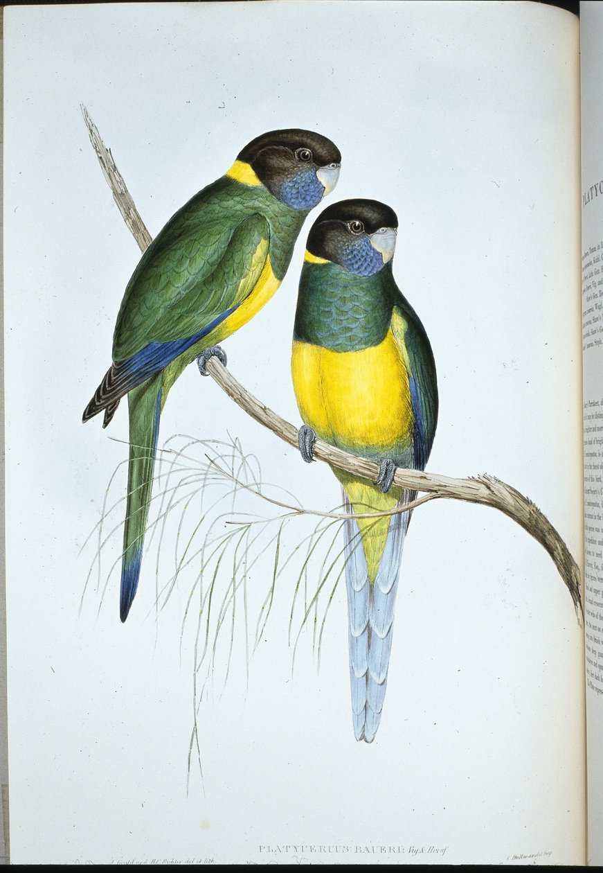 Bauer papagáj (Platycercus Baueri) (kézzel színezett litho) alkotó: John (after) Gould
