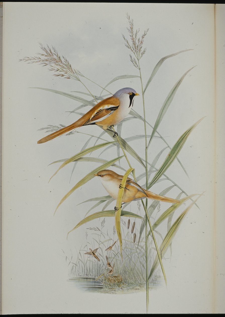 Szakállas cinege (Calamophilus Biarmicus) (kézzel színezett litho) alkotó: John (after) Gould