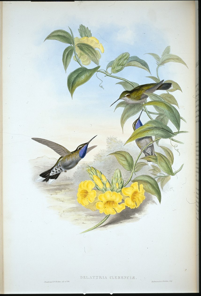 Kéktorkú Cazique (Delatria Clemenciae) (kézzel színezett litho) alkotó: John (after) Gould