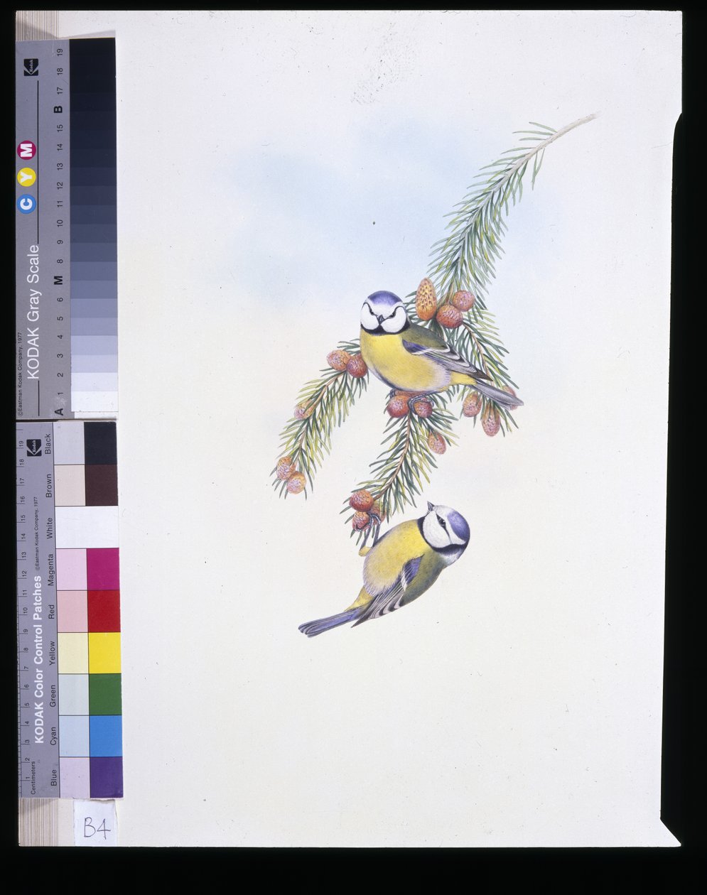 Kék cinege (Parus Caeruleus) (kézzel színezett litho) alkotó: John (after) Gould