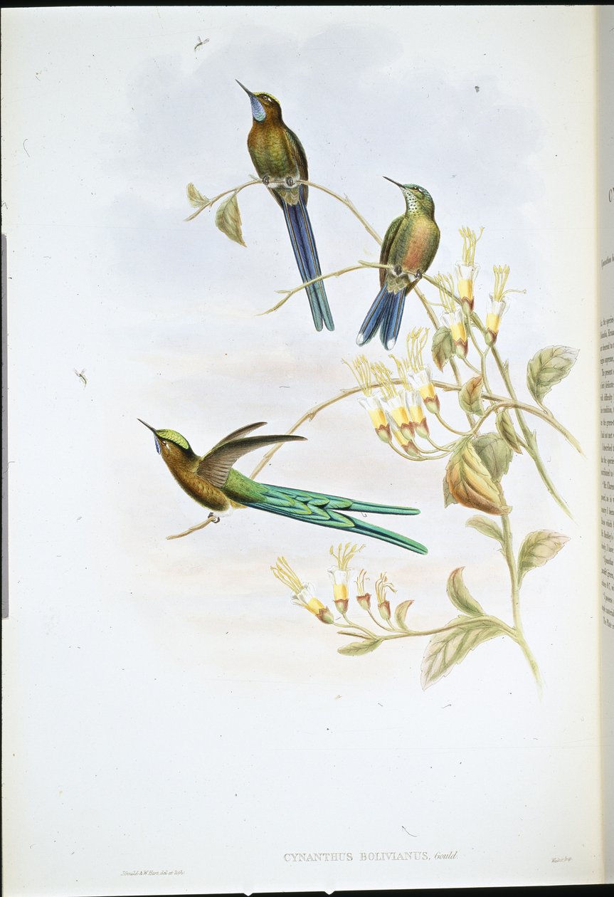 Bolíviai szilph (Cynanthus Bolivianus) (kézzel színezett litho) alkotó: John (after) Gould