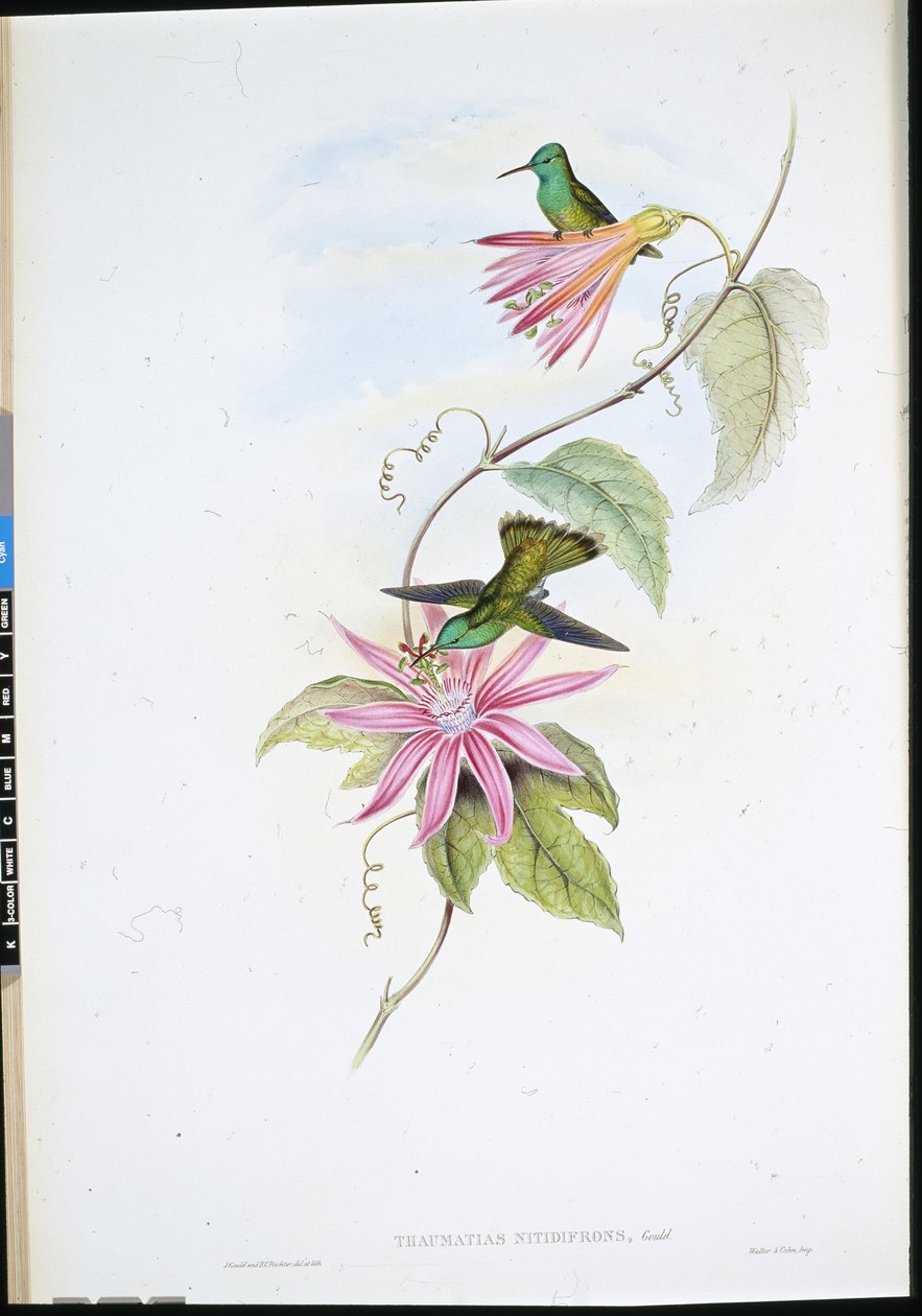 Ragyogó homlokú smaragd (Thaumatias Nitidifrons) (kézzel színezett litho) alkotó: John (after) Gould