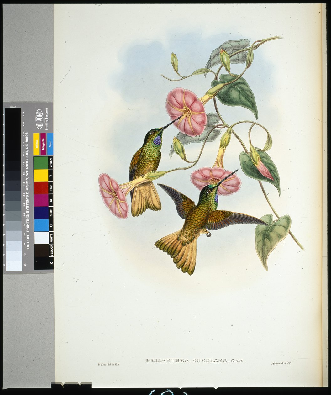 Buffal-tailed Star-frontlet (helianthea osculans) (kézzel színezett litho) alkotó: John (after) Gould