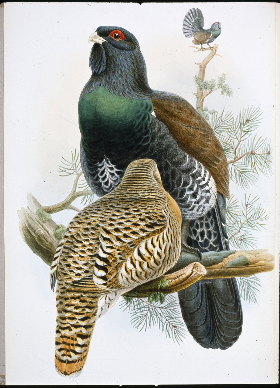 Siketet (Tetrao Urogallus) (kézzel színezett litho) alkotó: John (after) Gould
