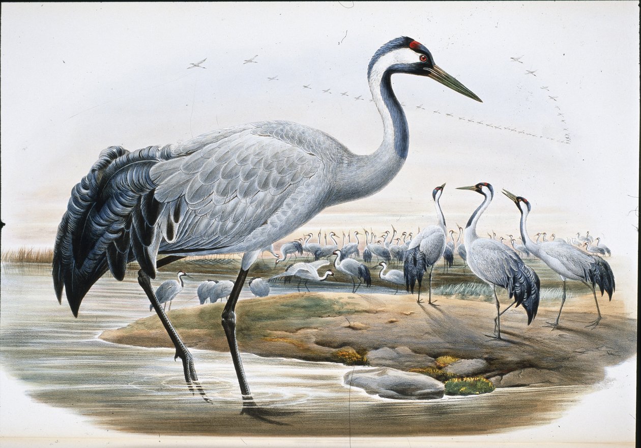 Közönséges daru (Grus Cinerea0 (kézzel színezett litho) alkotó: John (after) Gould