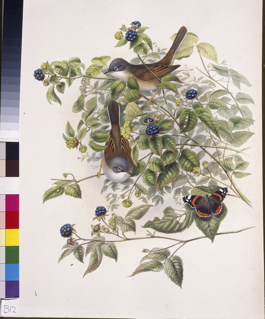 Közönséges fehértorka (Sylvia communis) (kézzel színezett litho) alkotó: John (after) Gould