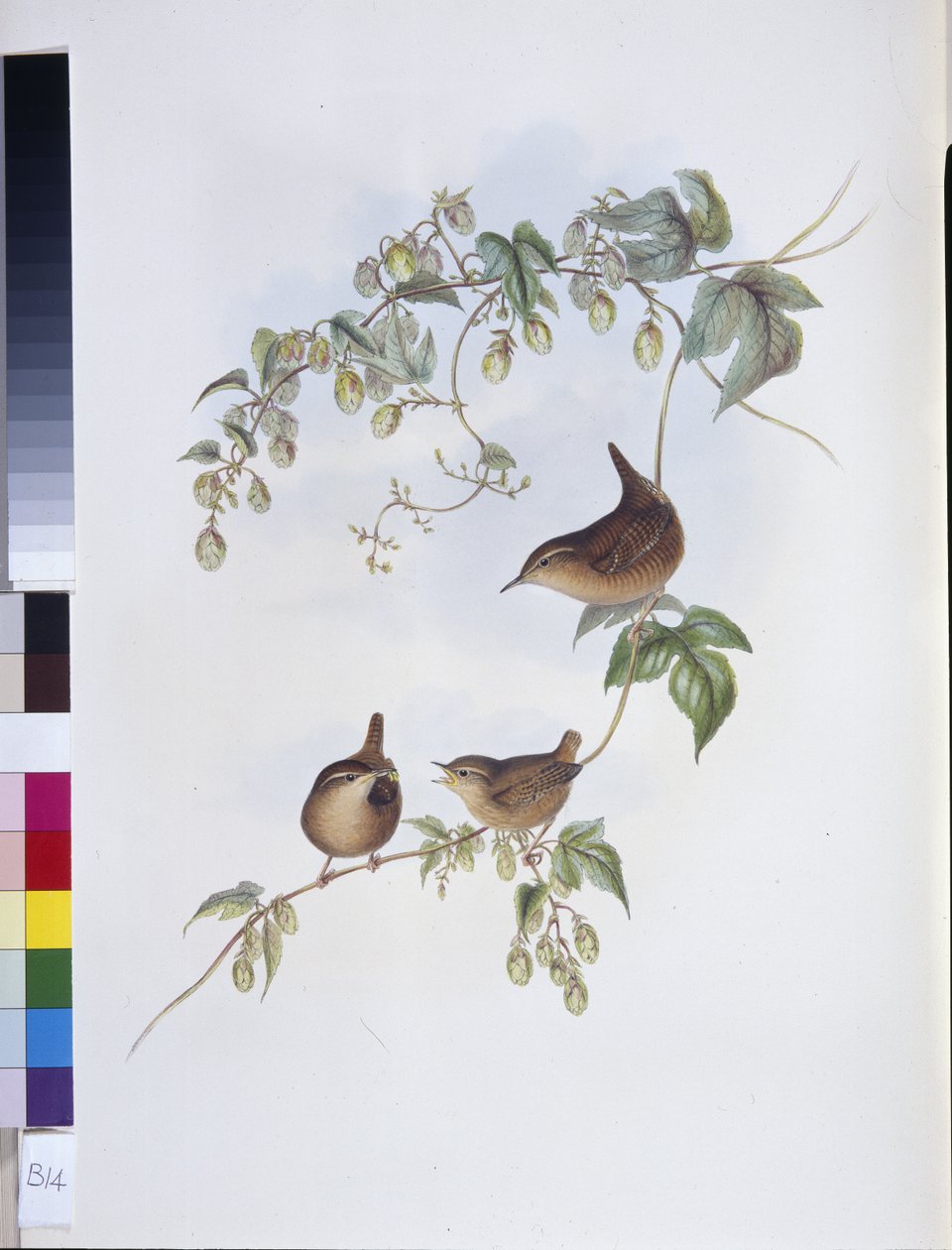 Közönséges ökör (Troglodytes Europeus) (kézzel színezett litho) alkotó: John (after) Gould