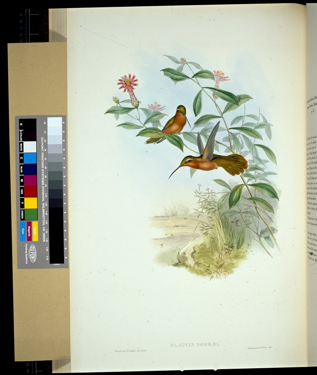 Dohrn remete (glaucus Dohrni) (kézzel színezett litó) alkotó: John (after) Gould