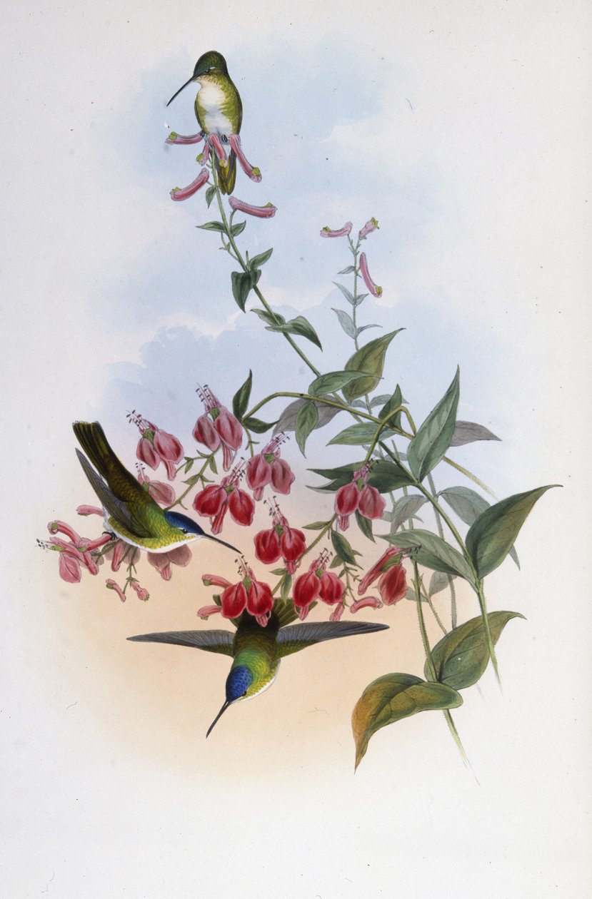 Francia Azure-Crwn (Cyanomyia Franciae) (kézzel színezett litho) alkotó: John (after) Gould