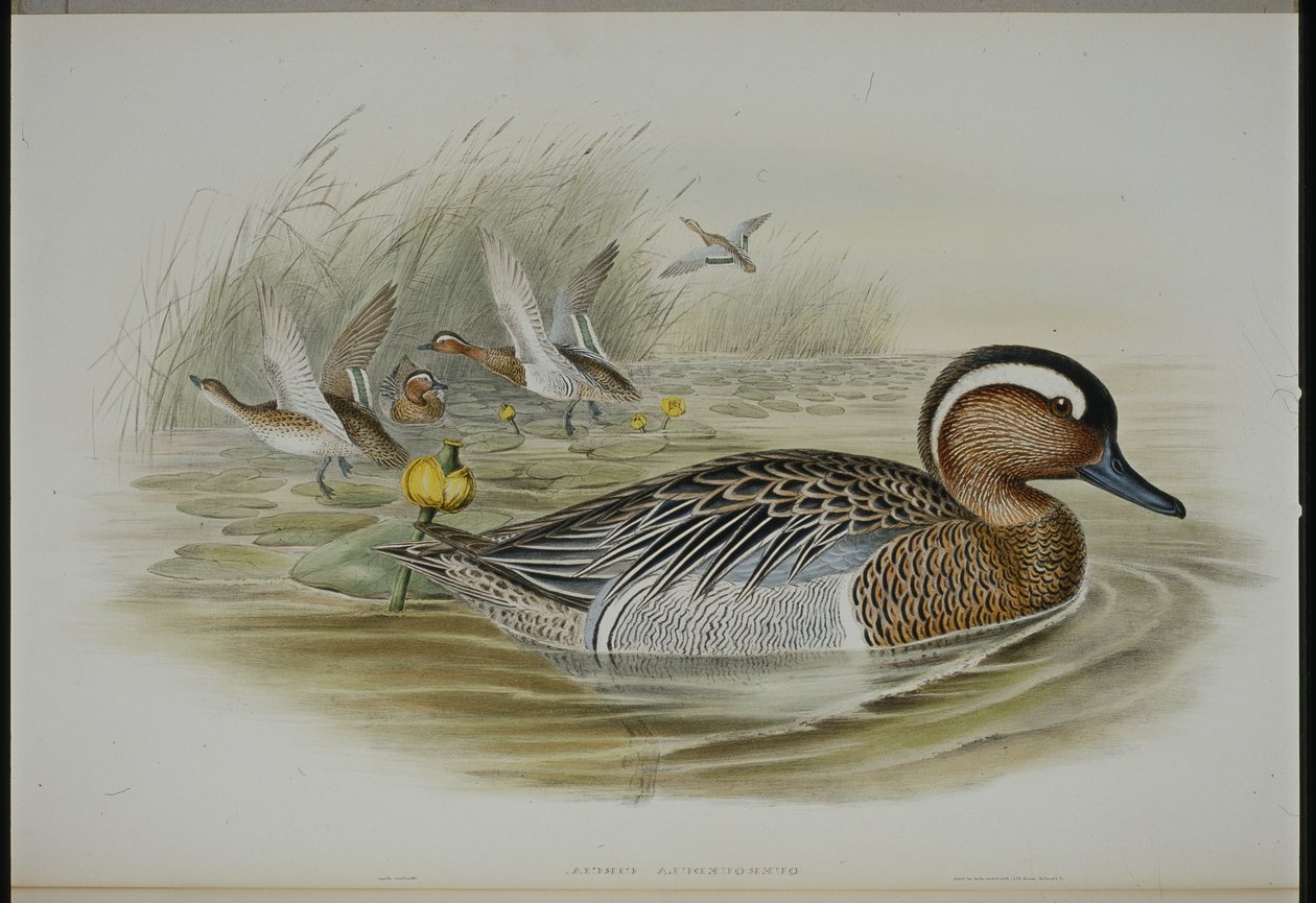 Garganey (Querquedula Circa) (kézzel színezett litho) alkotó: John (after) Gould