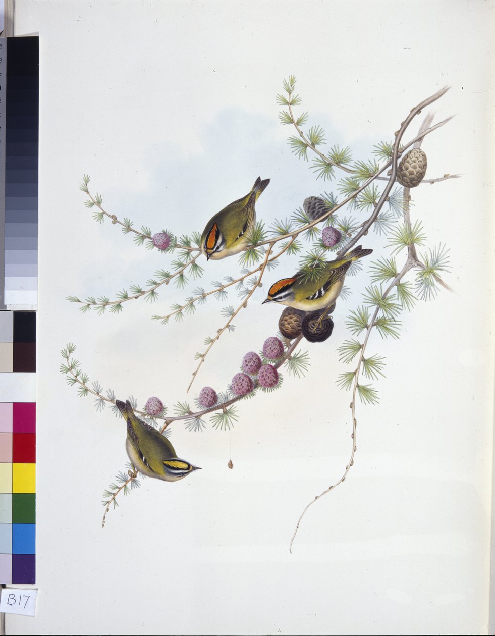 Goldcrest (Regulus Regulus) (kézzel fogva) alkotó: John (after) Gould