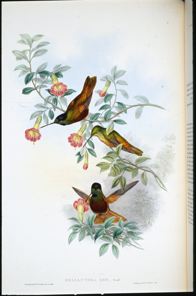Arany csillag-homlokzat (Helianthea Eos) (kézzel színezett litho) alkotó: John (after) Gould